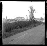 [Iansa (Chile) : Planta Cocharcas]