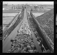 [Iansa (Chile) : Planta Cocharcas]