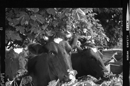 [Iansa (Chile) : Ganado alimentándose de hojas y coronas, sub productos de la remolacha]