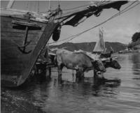 [Carreta tirada por una yunta de bueyes en faenas de descarga de mercadería, junto a lanchas chilotas, a orillas de la caleta de Angelmó]