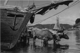 [Carreta tirada por una yunta de bueyes en faenas de descarga de mercadería, junto a lanchas chilotas, a orillas de la caleta de Angelmó]