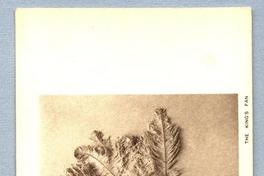 The King's fan 058 Tutankhamen series.