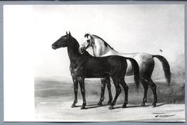 [Caballos no identificados]