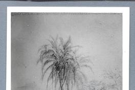 [Paisajes con palmeras]