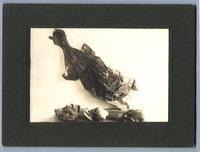 [Tres cráneos y fragmentos no identificados]