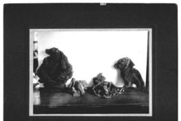 [Momia de un perro Chunchurí , Calama]