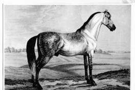 [Caballo, titulado "Defderdar"]