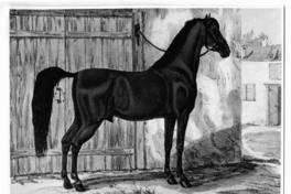 [Caballo, titulado "Colibrí"]