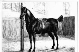 [Caballo, titulado "Cirus"]