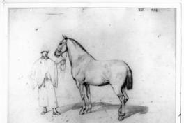 [Campesino sujetando de las riendas a un caballo]