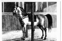 [Caballo, titulado "Faitexprais"]