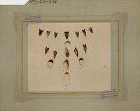 Excavaciones [arqueológicas] en la Hacienda de Cauquenes: Puntas de flechas de oxidiana, cuchillo de sílex y objetos de cuarzo del hombre prehistórico de Chile