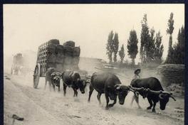 [Bueyes tirando una carreta]