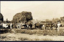 [Carreta de campo tirada por bueyes]