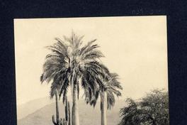 [Palmeras y cactus]