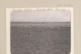 Santa Sofía, Tierra del Fuego Un gran piño de ovejas