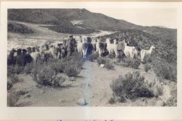 [Rebaño de llamas en el norte de Chile]