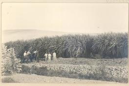 [Trabajadores descansando en el campo, atrás un sembradío de caña de azúcar]