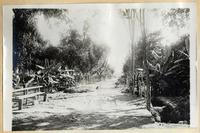 [Valle de Azapa, Arica]