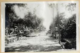 [Valle de Azapa, Arica]