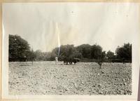 [Azapa, agricultor tirando de bueyes]