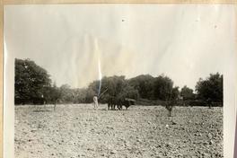 [Azapa, agricultor tirando de bueyes]