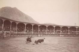 [Plaza de Toros, con un toro y un caballo, Perú