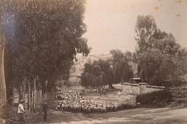 [Ganado ovino, bajando por un camino con árboles y un arriero a caballo]