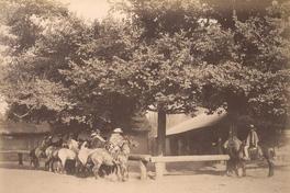 [Huasos a caballos amarrados en cerca de madera, fondo con árboles y casas]