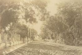 [Calle de tierra, con árboles en sus costados]