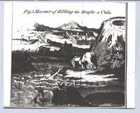 [Forma de matar a las bestias en Chile]