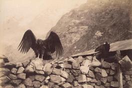 [Dos cóndores sobre pirca]