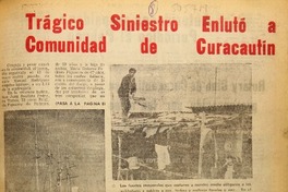 El pehuén (Curacautín, Chile : 1980)