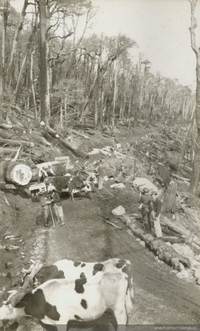 Explotación Forestal en Curacautín.