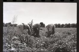Trabajo agrícola en Talca