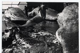 Faena ballenera en la provincia de Concepción