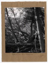 Bosque en Isla Navarino