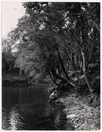 [Bosque a orillas del Río Bueno]