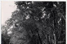 [Bosque a orillas del Río Bueno]