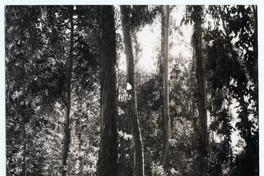 Eucaliptus [en] Romeral