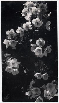 Ulmos en Puerto Varas