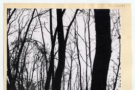 Invierno en Parque Forestal