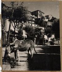 [Asno junto aun árbol, en una calle de Valparaíso]