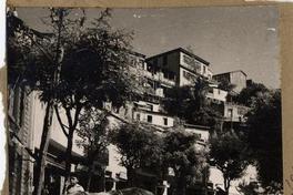 [Asno junto aun árbol, en una calle de Valparaíso]