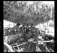 [Iansa (Chile) : Planta Curicó]