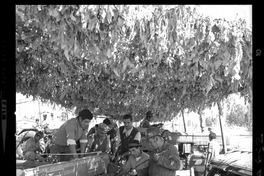 [Iansa (Chile) : Planta Curicó]