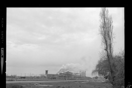 [Iansa (Chile) : Planta Linares]