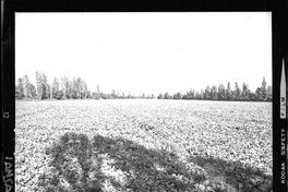 [Iansa (Chile) : Cosecha de la remolacha azucarera en la Planta Linares]