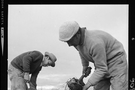 [Iansa (Chile) : Cosecha de la remolacha azucarera en la Planta Linares]