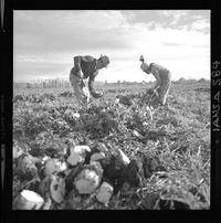 [Iansa (Chile) : Cosecha de la remolacha azucarera en la Planta Linares]